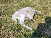 Heifer calf